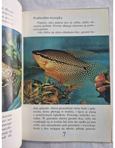 Dackiewicz - Tęcza w akwarium