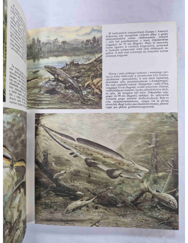 Zanim pojawił się człowiek