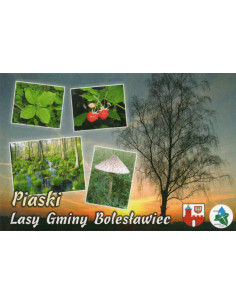 Pocztówka Lasy Gminy Bolesławiec Piaski