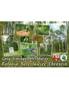 Pocztówka Lasy Gminy Bolesławiec Kolonia