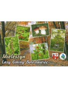 Pocztówka Lasy Gminy Bolesławiec Mieleszyn