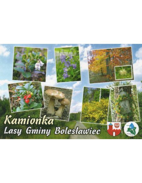 Pocztówka Lasy Gminy Bolesławiec Kamionka