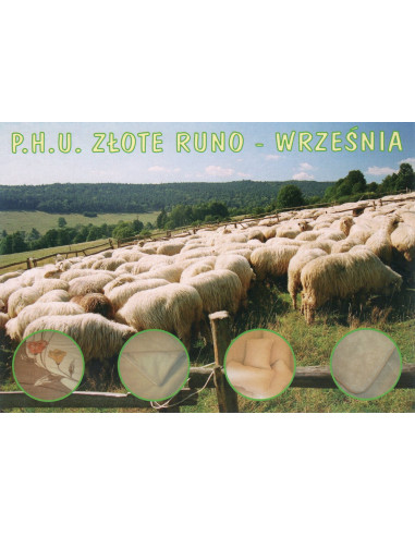 Pocztówka Września Złote Runo