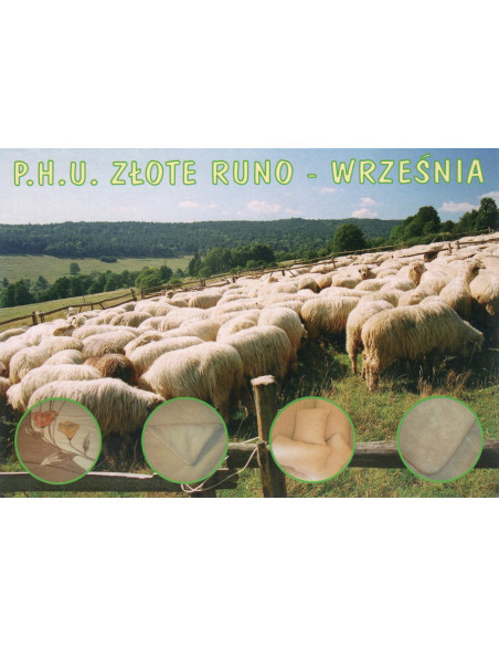 Pocztówka Września Złote Runo