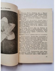 Krause - Narcyzy i krokusy 2