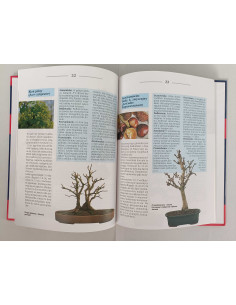Stahl - Bonsai z drzew rodzimych 2